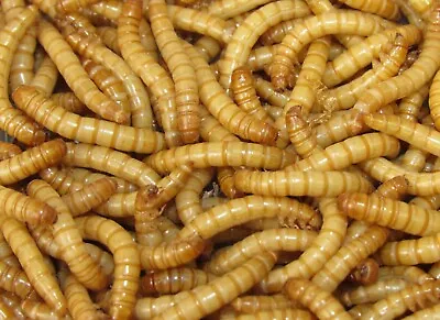 Live Mealworms 10000 Ct. Chicken Reptile Pet Food  Live Delivery Guarantee • $75