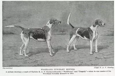 English Foxhound  Woodland  - 1934 Vintage Dog Art  Photo  Print - MATTED  • $15