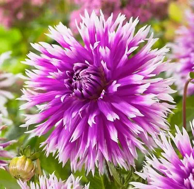 Dahlia Bulb/Tuber Semi-Cactus 'Table Dancer' Quality WPC Prins Summer Bulbs • £3.99