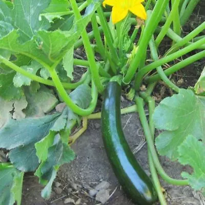 ZUCCHINI Monarch F1 7 Seeds HYBRID Vegetable Garden SPRING SUMMER Courgette Easy • $7.10