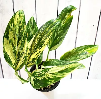 Yellow Variegated Monstera Standleyana • $14