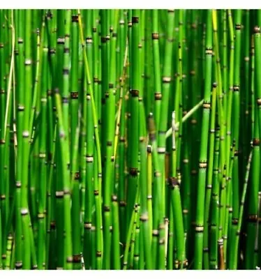 Horsetail Equisetum Pond Marginal Water Bamboo Water Lilies Pond Plants Lily Koi • £7.99