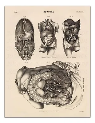 Anatomy VISCERA OF CHEST&ABDOMEN PLATE XX Vintage Illustration 22x17  Art Print • $20.99