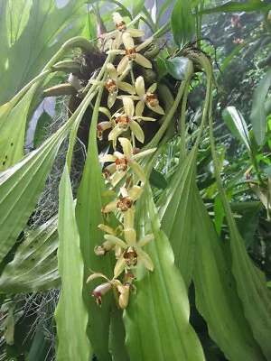 Orchid Plant Coelogyne Tormetosa • $29