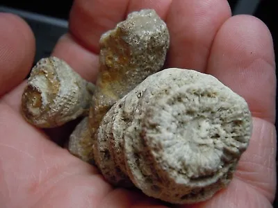 Coral Ancient Fossil Stone Lot Of 3 From Kansas USA 56.4 Grams Total • $15