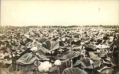 Monroe Michigan MI Lotus Beds Flowers Real Photo Vintage Postcard • $8.90