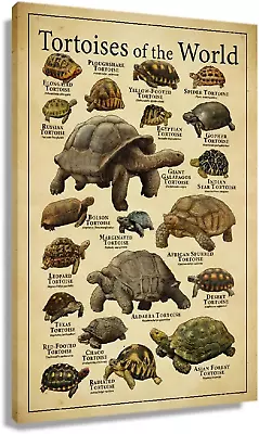 Vintage Tortoise Decor Poster Vertical Knowledge Education Canvas Giclee Artwork • $25.96