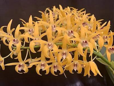 $13.20 • Buy HN172 Orchids Dendrobium Avril's Gold 'Patrick' X Aus Gold Starburst 'Uluru'