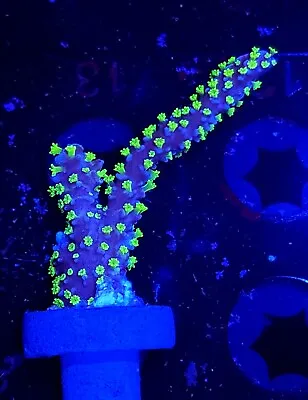 Tubbs Stellata Digitata * Montipora * Live Coral Frag * AJ's Aquariums • $34.99