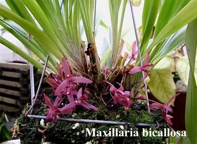 Species Orchid - Maxillaria Bicallosa • $39