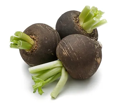 Vegetable - Radish (Heritage) - Black Spanish Round - 1000 Seeds • £1.30