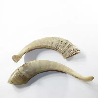 2 Sheep Horn  #973-2 Natural Colored Polished Ram Horns • $44