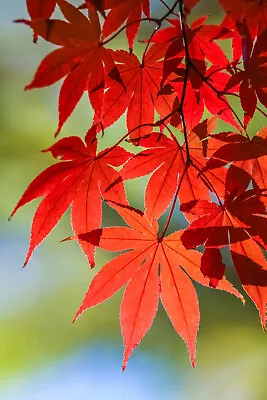 10 RED JAPANESE MAPLE Tree Bloodgood Ornamental Acer Palmatum Seeds • $3