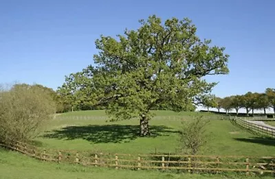English Oak Tree Sapling. 10- 20 Cm Plant Quercus Robur In 2 Litre Pot • £15