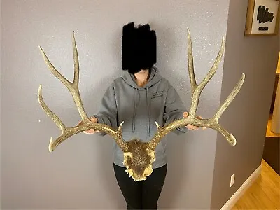 BIG Real Mule Deer Antlers Set Wild Idaho 5x5 Horns Mount Rustic Decor Skull • $389.99