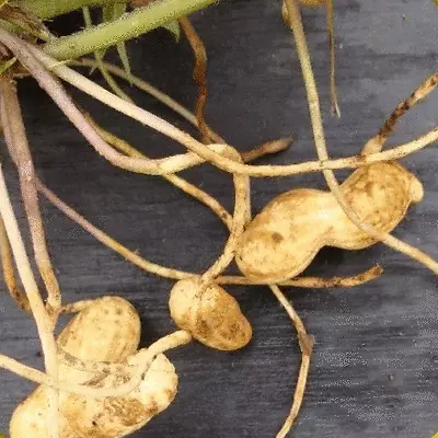 Peanut Seed: Virginia Jumbo Peanut Seeds 15+ Seeds  Fresh Seed  FREE Shipping • $8.19