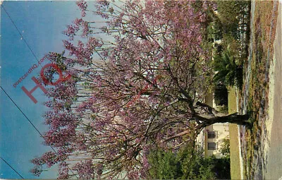 Picture Postcard: Jacaranda Tree • £1.69