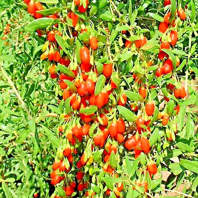 500+ Goji Berry Seeds Spring Perennial Non-gmo Chinese Wolfberry Hardy Fruit Usa • $3.49