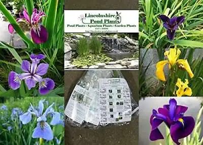 Lincolnshire Pond Plant - Garden Plants - Iris - 6 Selected Iris For Ponds & ... • £26.46
