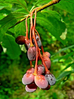 10 Indian Plum Seeds Fast-Growing Edible Fruit Shrub Oso Berry (O. Cerasiformis) • $3.95