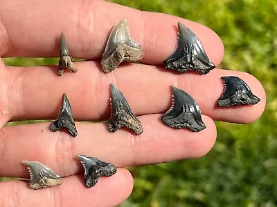 Fossil Snaggletooth Sharks Teeth LOT Hemipristis Megalodon Age Calvert Cliffs • $19.99