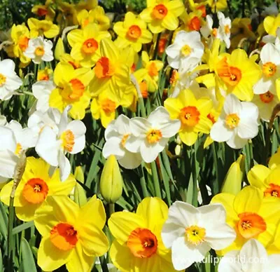 12x FRESH Daffodil Bulbs  Mixed Varieties  USA • $12.89