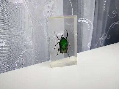 Vintage Green Beetle In Epoxy Resin Taxidermy Beetle • $7.99