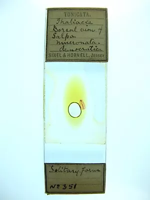 Antique Microscope Slide By Sinel & Hornell. Dorsal View Of Thalia Democratica. • $6.22