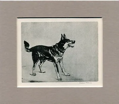 ~ Alsatian. German Shepherd ~  Print By Diana Thorne Genuine Vintage 1932 • $9.95