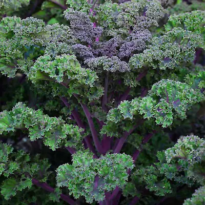50 Scarlet Curly Kale Seeds British Purple Leafy Super Green Vegetable Packs • £2.79
