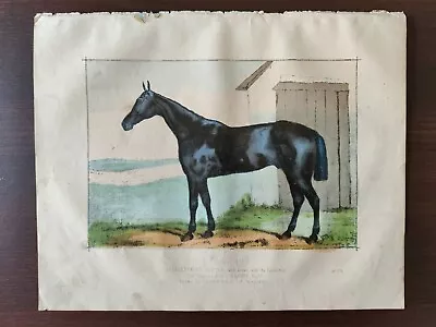  antique Original Hand Colour Lithograph-racing Horses-glengary- 1880ca • £45