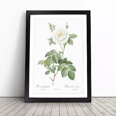 £12.95 • Buy White Rose In Bloom Flowers Pierre-Joseph Redoute Framed Wall Art Print Canvas