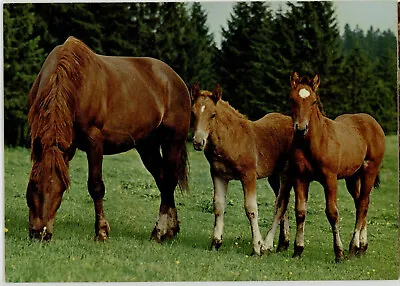 SWISS REAL PHOTO PICTURE POSTCARD Of HORSE MARE AND FAWNS • $2.91