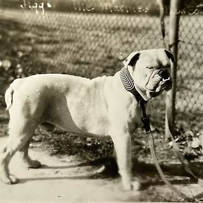 Vintage B&W Snapshot Photograph Sergeant Major Jiggs Marine Mascot Bulldog Dog • $384.95