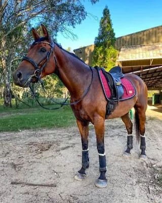 2-in-1 Dressage Saddle Pad BAROSSA RED | Iconic Equestrian  • $99.95