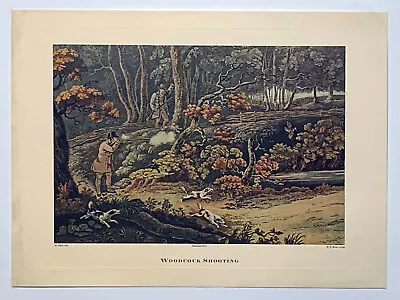 Rare Vintage Woodcock Shooting Print By H.Alken • £16