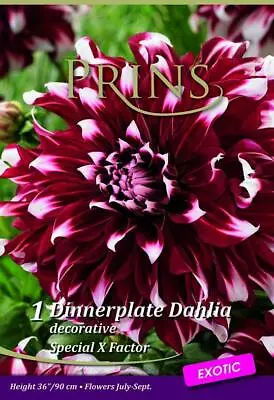 Dahlia Dinnerplate Special X-Factor WPC Prins Quality Bulb/Tuber Pack X1  • £3.99