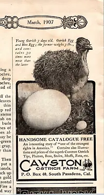 £12.24 • Buy Print Advertisement Ad Cawston Ostrich Farm Boas Stoles Fans Feathers 1907