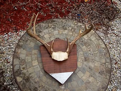 Vintage Deer Antler Rack Small  Mounted From Nov. 16th 1992 Bow Season • $29.99