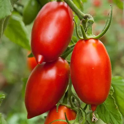 ORGANIC Amish Paste Tomato Seeds 2024 HEIRLOOM Vegetable Garden • $2.99