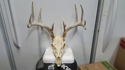 6x6 WHITETAIL DEER RACK FULL SKULL Mule Elk Shed Antlers Taxidermy Moose • $130