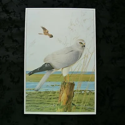 £18.37 • Buy Trevor Boyer Vintage 1989 Bird Of Prey Print ~ Hen Harrier
