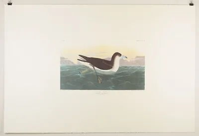 $35 • Buy Audubon Birds Of America Plate 299-Dusky Petrel Amsterdam Edition