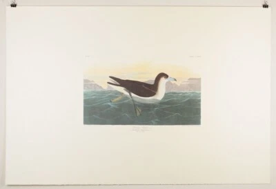 $35 • Buy Audubon Birds Of America Plate 299-Dusky Petrel Amsterdam Edition