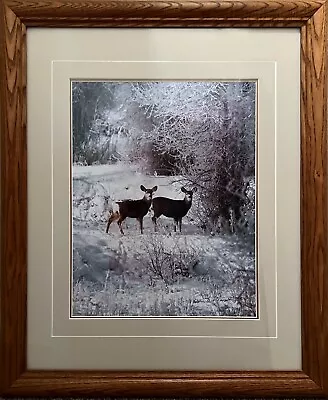December Deer – A Color Photograph By Thomas D Mangelsen Limited Edition • $174.99