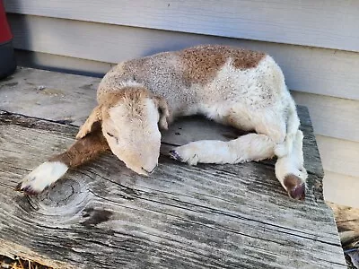 Baby Lamb Ram Goat Sheep Taxidermy Racoon Squirrel Hunting Ram • $365