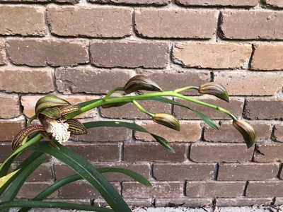 $70 • Buy Beautiful Cymbidium Orchid Plant With 2 Bulbs & 1 Long Flower Spike #3