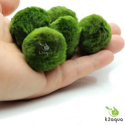 5 Moss Balls +1ExtraFREE Live Aquarium Plants Marimo Ball Shrimps Fish Tank Nano • £5.98