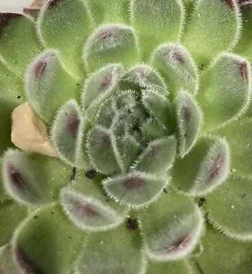 Sempervivum GREYFRIARS Alpine Succulent Chicks Trough Plants Garden Houseleek • £5.97