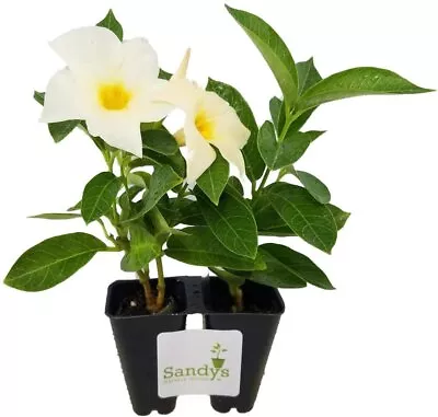 Mandevilla Sun Parasol® Apricot Starter Plant Lot Of 2 • $12.99